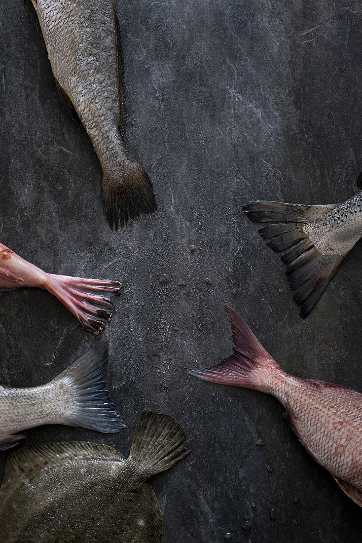 Fischstilleben mit Schwanzflossen auf grauem Grund
