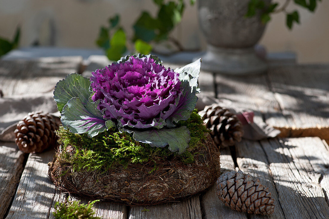 Purple ornamental cabbage in a wreath made of natural materials, cones as decoration
