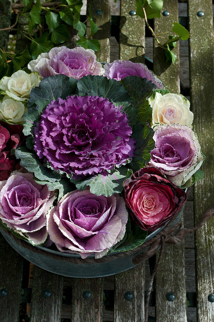 Purple ornamental cabbage in circle of smaller ornamental cabbages