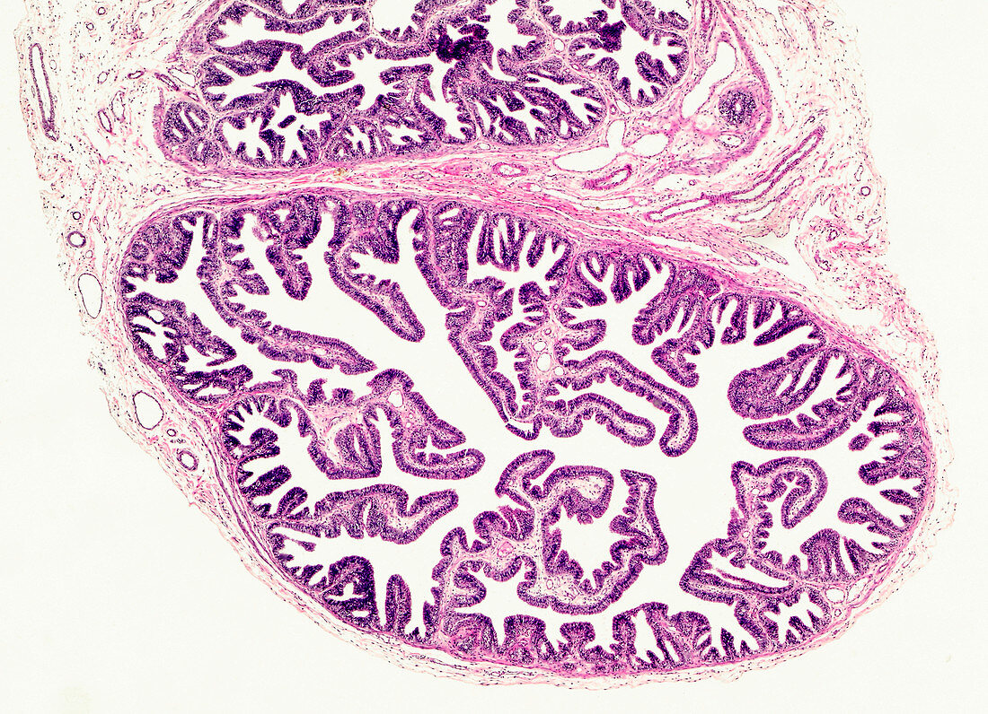 Human single-layered columnar epithelium, light micrograph