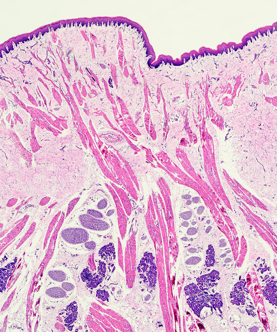 Olfactory epithelium section, light micrograph