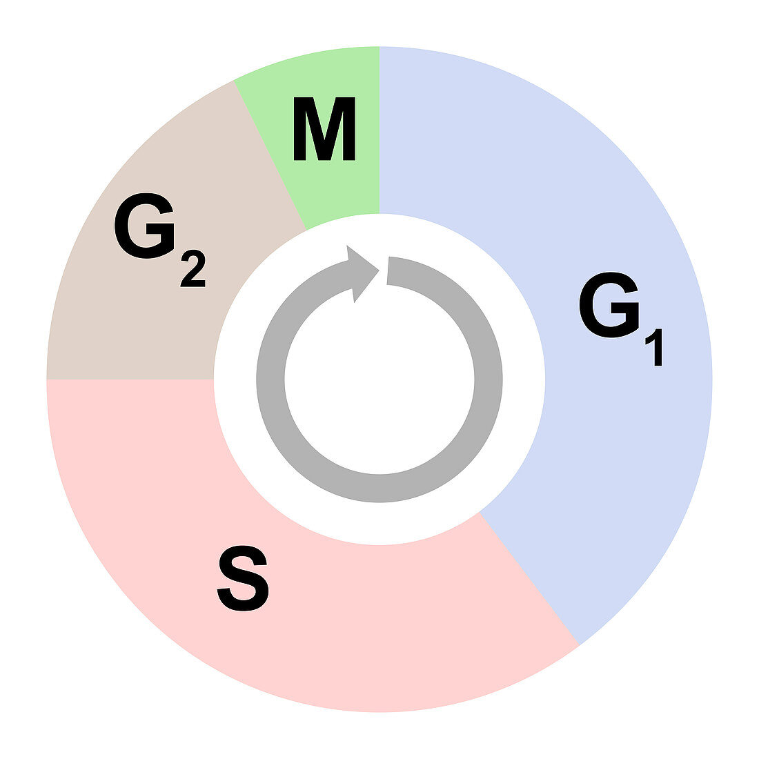 Cell cycle, illustration