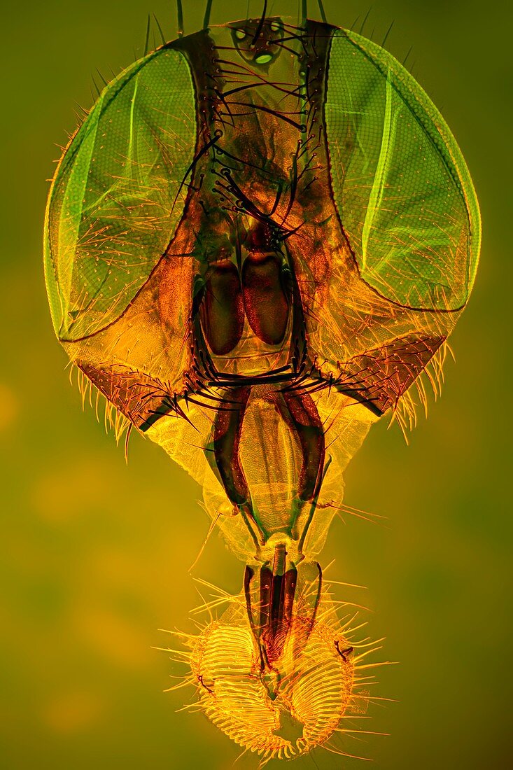 House fly head, light micrograph