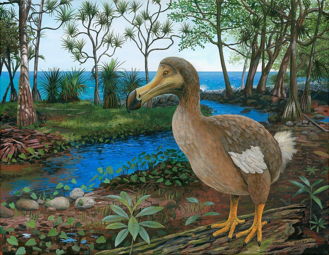 Dodo, illustration