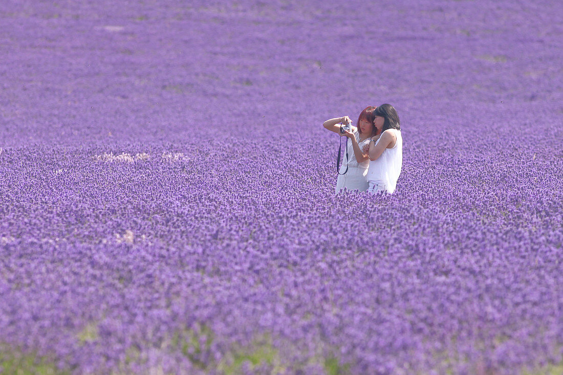 Tourists in lavender field