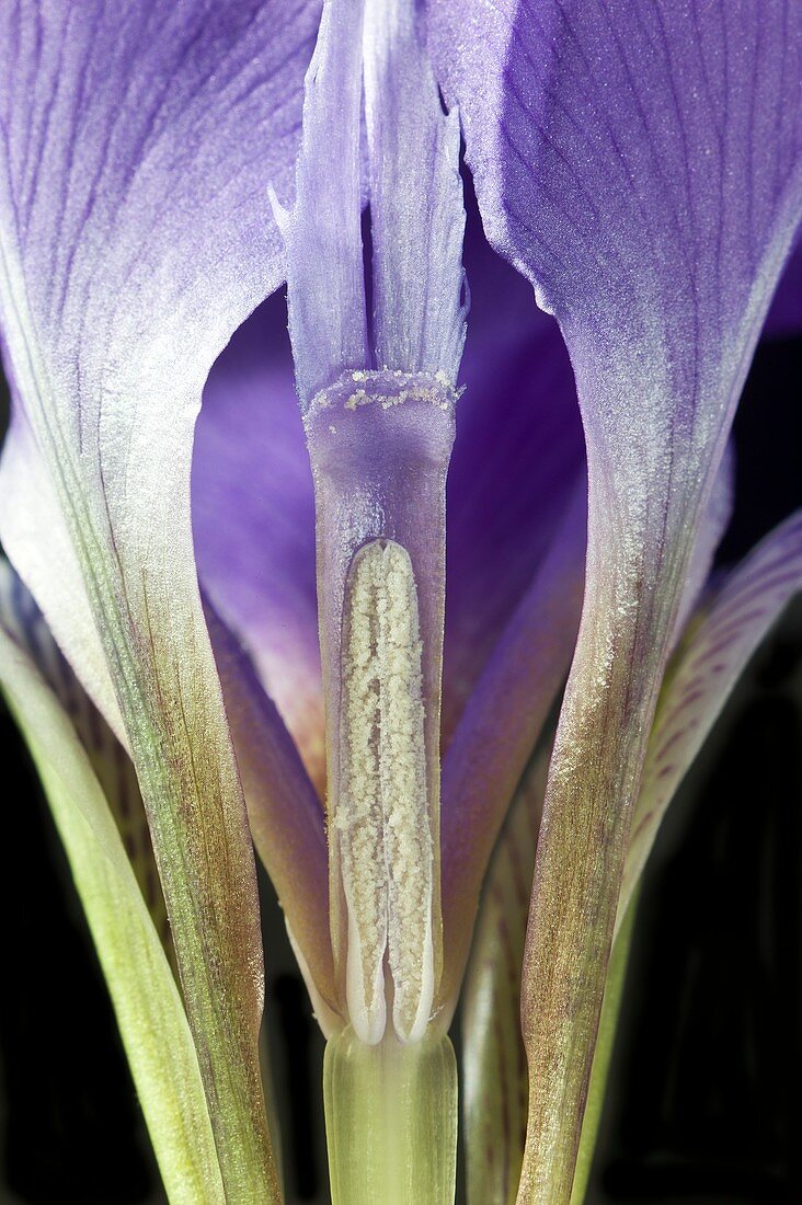 Cross pollination mechanism of an Iris