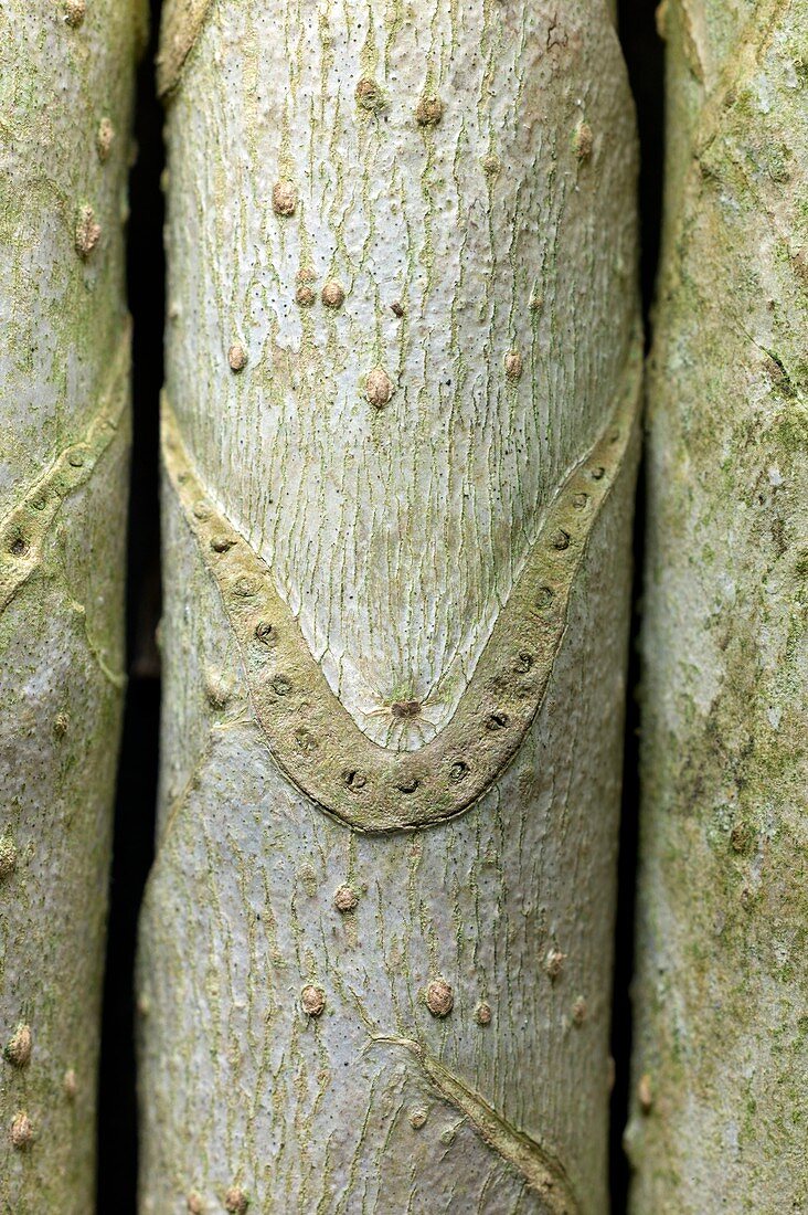 Leaf scar on a Fatsia japonica stem