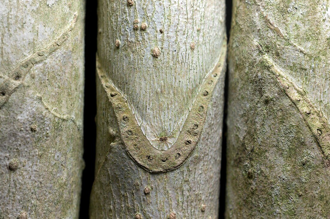 Leaf scars on a Fatsia japonica stem