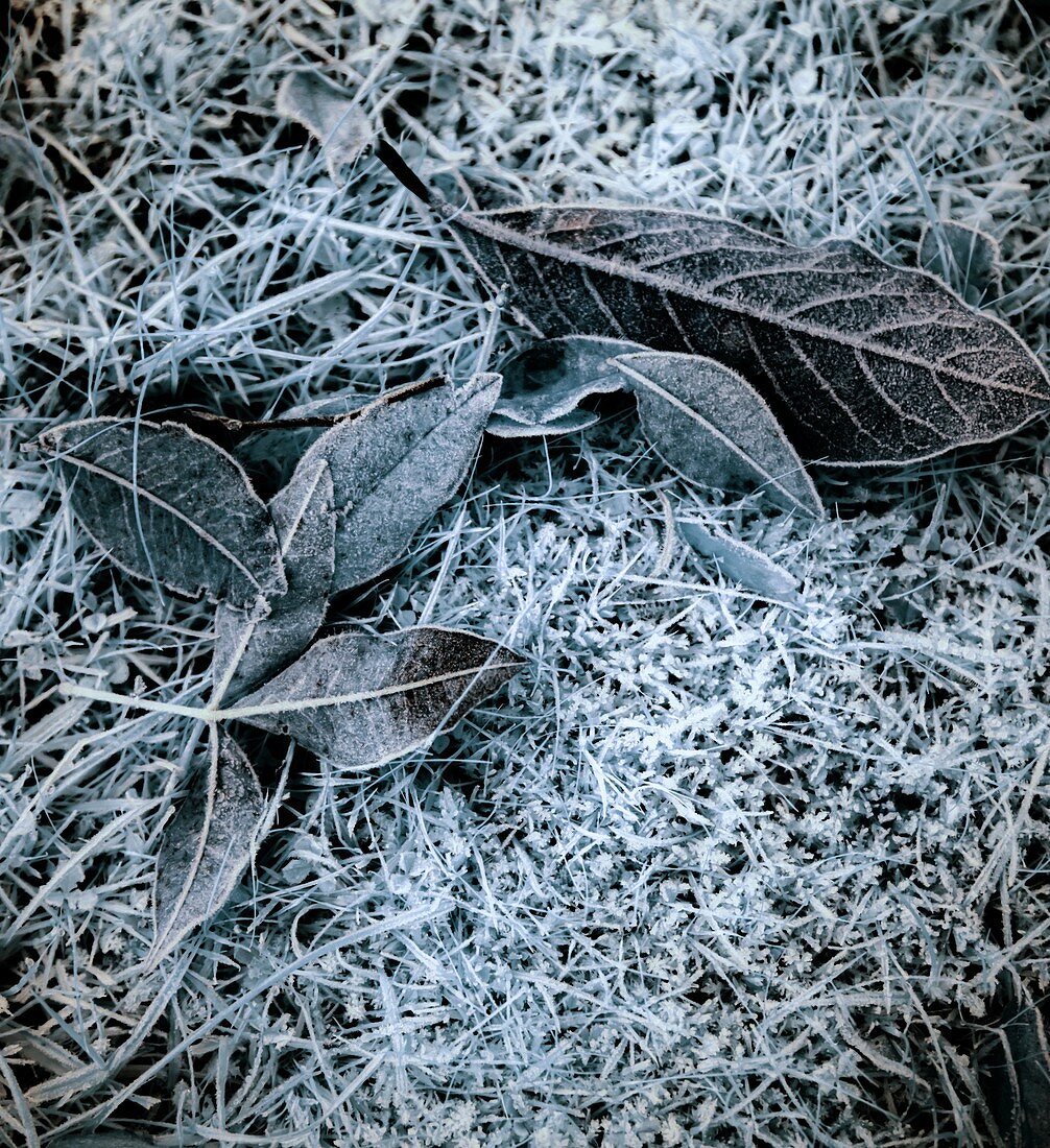 Frosted leaves, infrared image