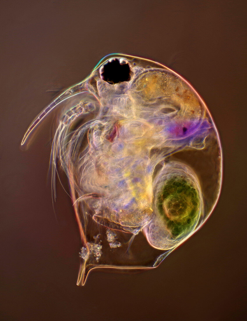 Water flea and egg, light micrograph