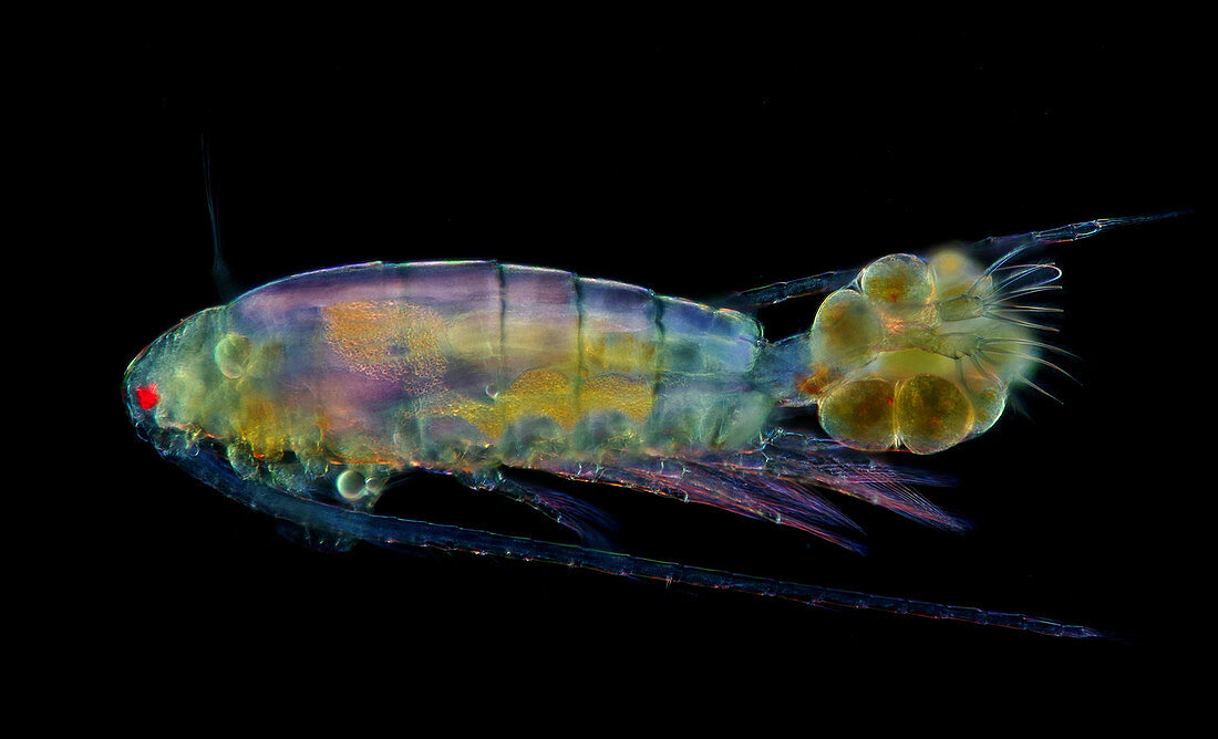 Calanoid copepod with eggs, light micrograph