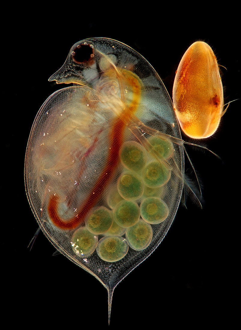 Daphnia water flea and ostracod, light micrograph