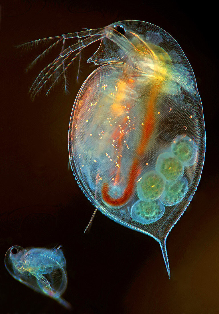 Daphnia water flea, light micrograph