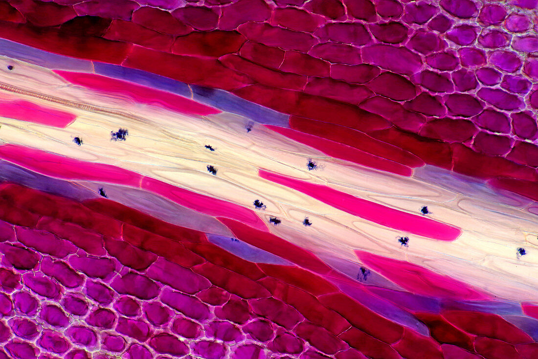 Geranium petal, light micrograph