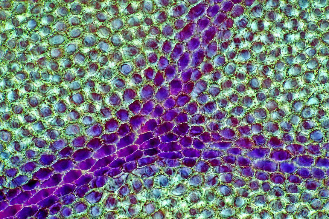 Geranium petal, light micrograph