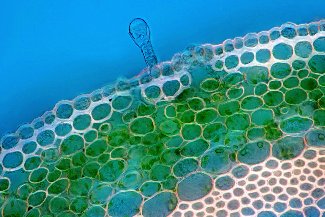 Geranium stem, light micrograph