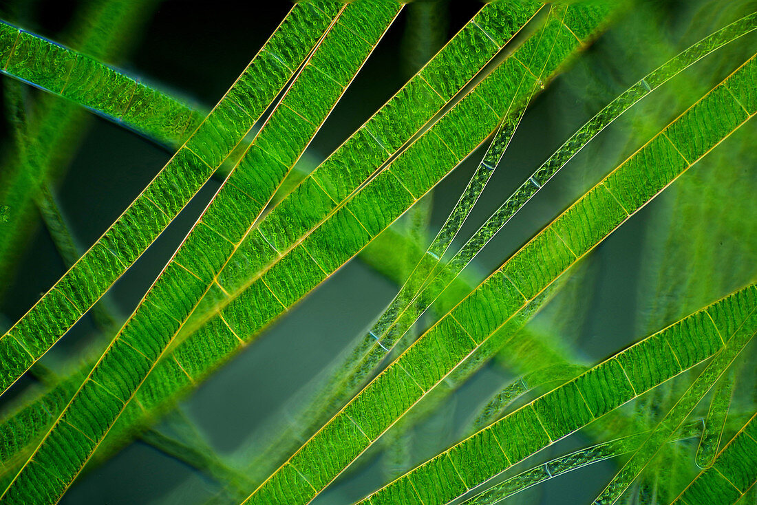 Spirogyra green algae, light micrograph