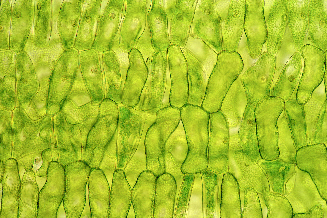 Tulip leaf cells, light micrograph