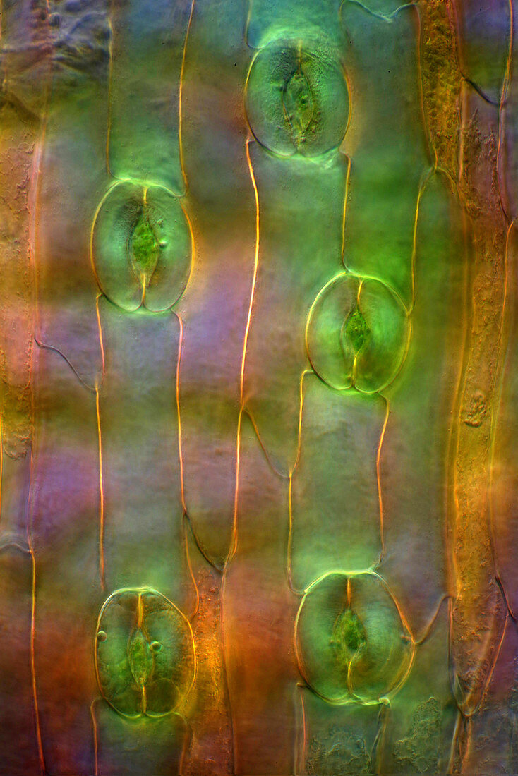 Tulip leaf stomata, light micrograph