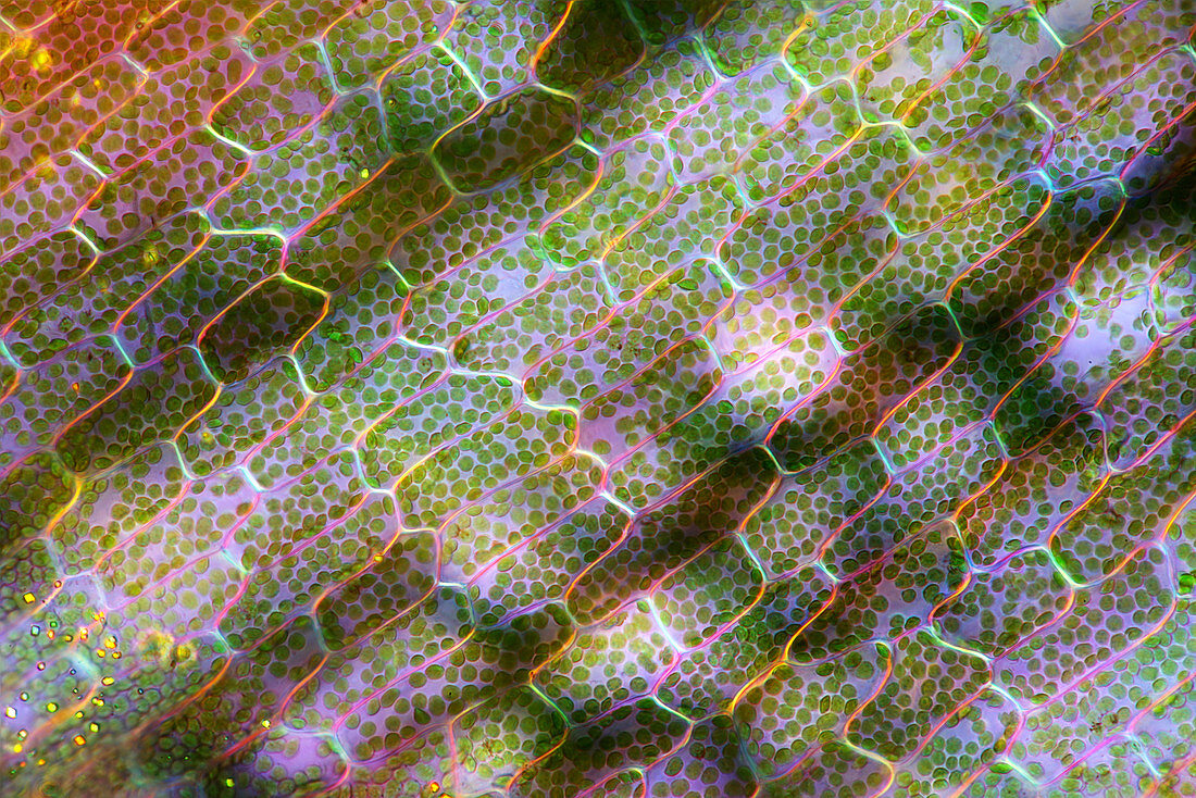 Watermilfoil leaf, light micrograph