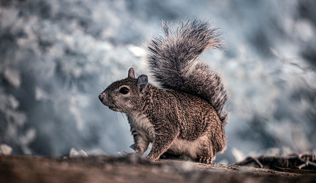 Pregnant grey squirrel, infrared image