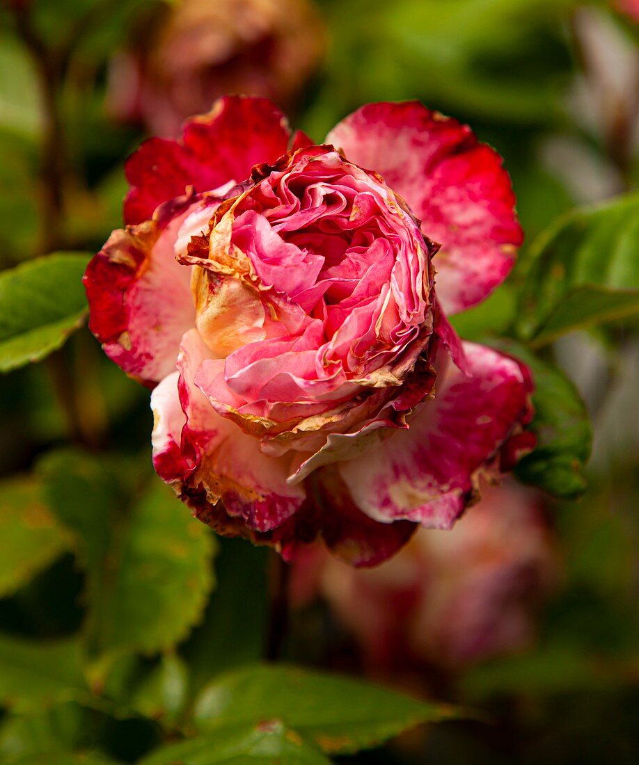 Rain damaged rose (Rosa 'Rachel')