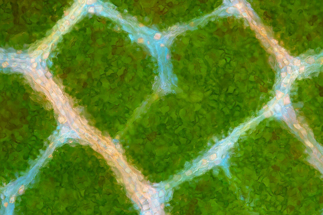 Beech tree leaf, polarised light micrograph