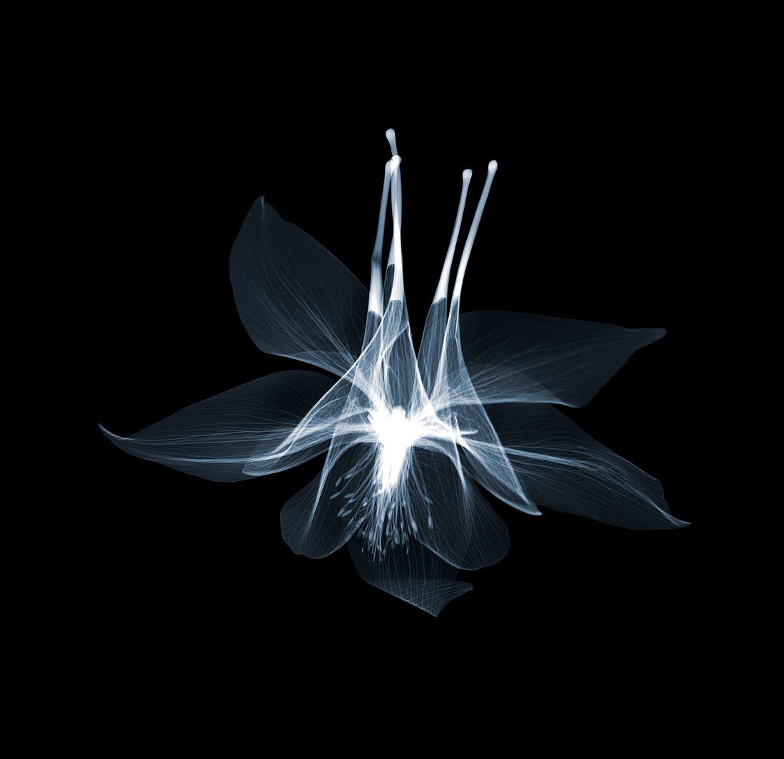 Columbine flower head (Aquilegia sp.), X-ray