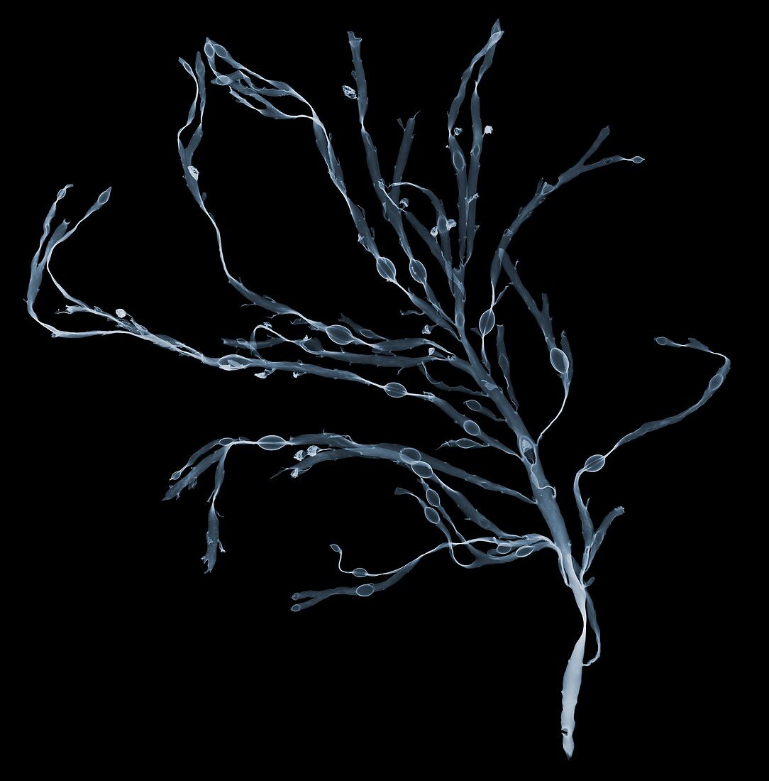 Seaweed bladderwrack (Fucus vesiculosus), X-ray