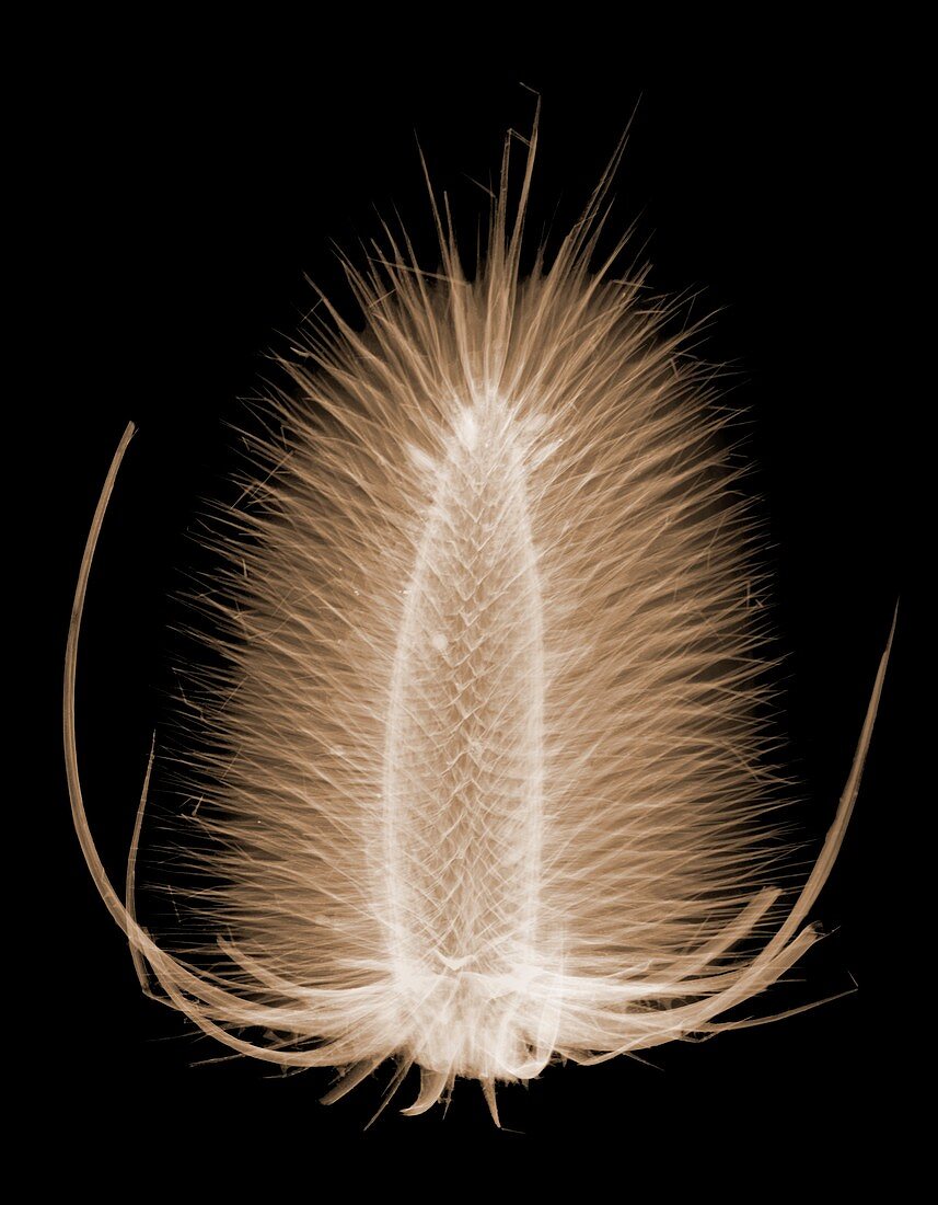 Wild teasel (Dipsacus fullonum), X-ray
