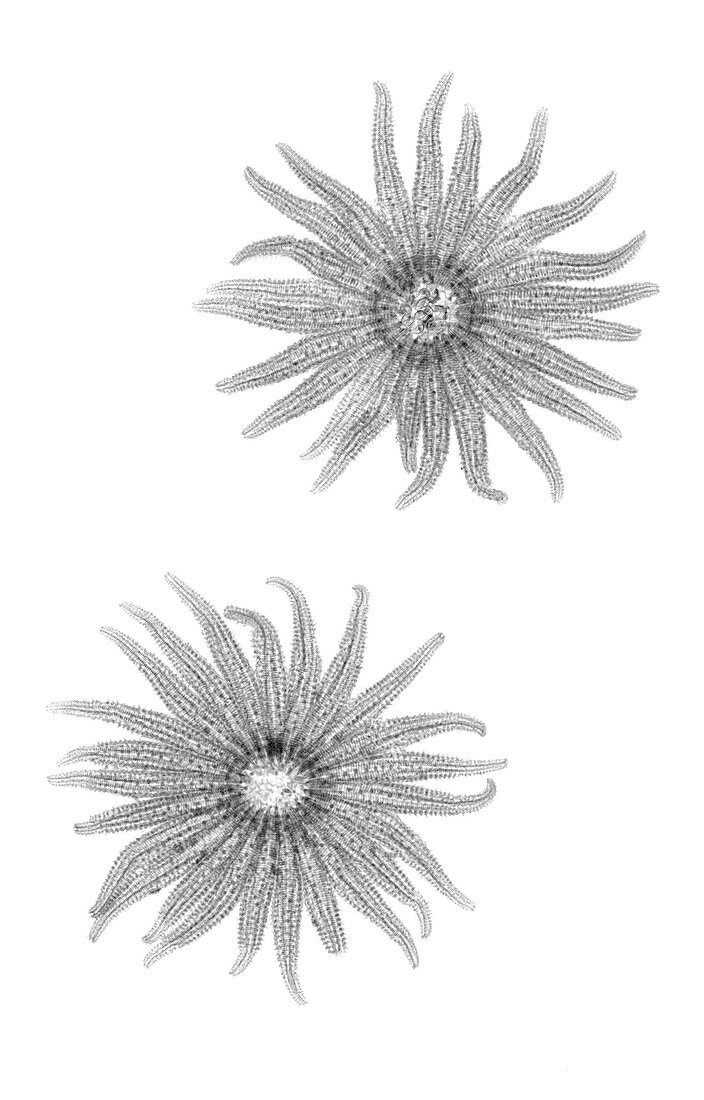 Sunflower sea stars, X-ray