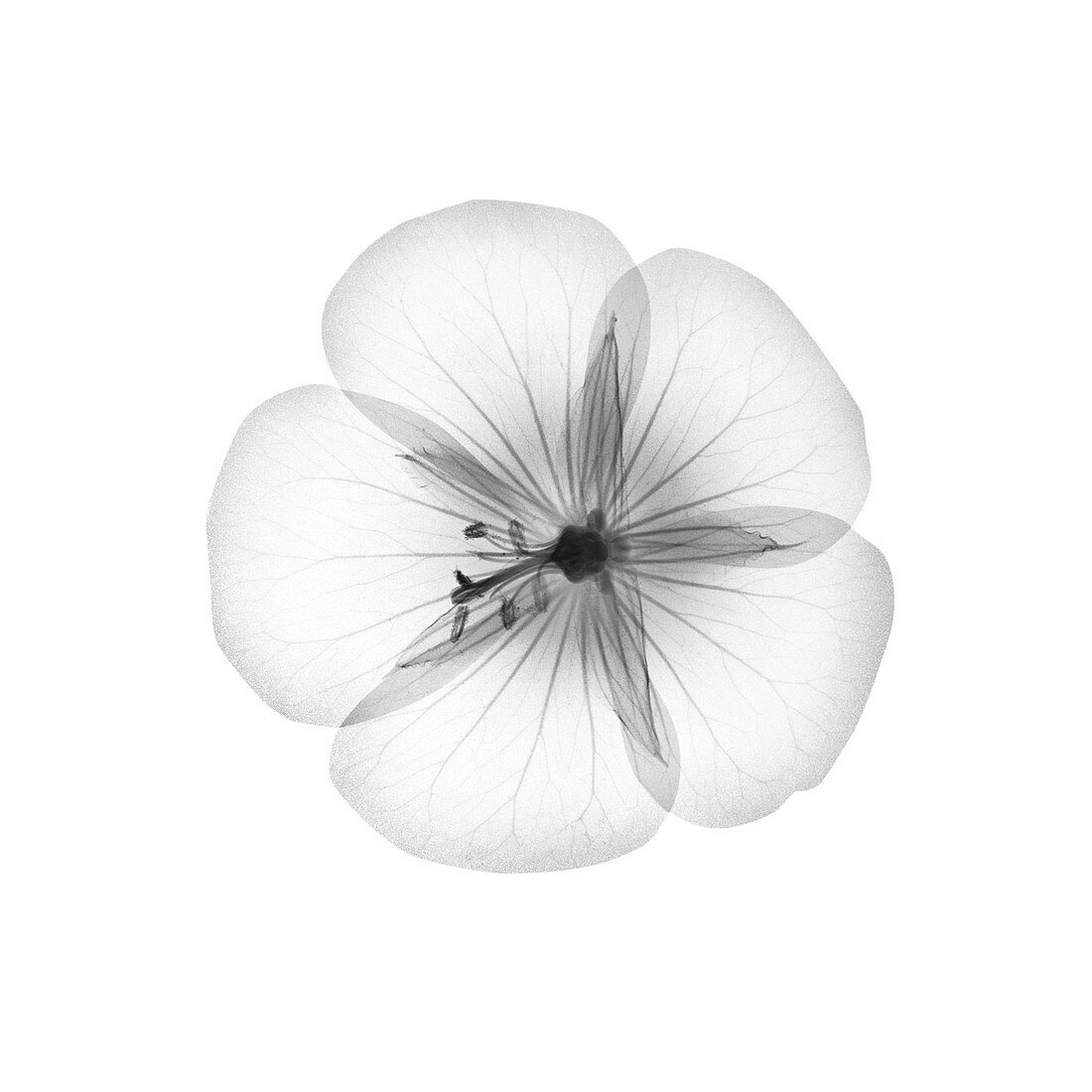 Geranium flower head, X-ray