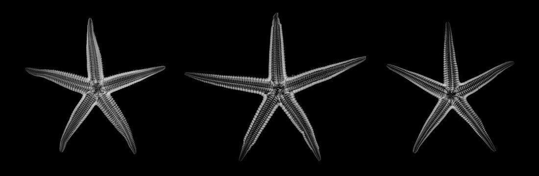 Starfish, X-ray