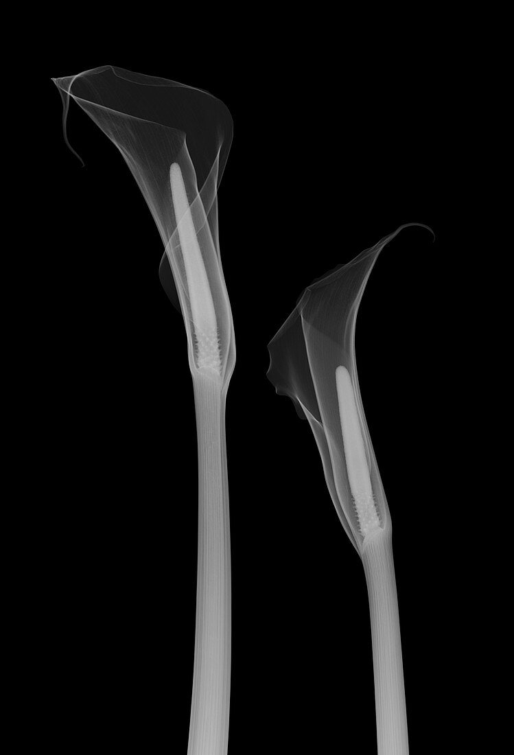 Arum lily (Zantedeschia aethiopica), X-ray