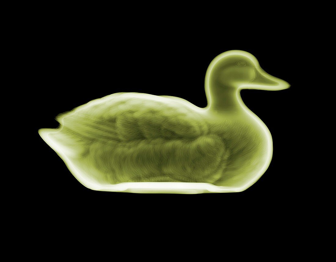 Porcelain duck, X-ray