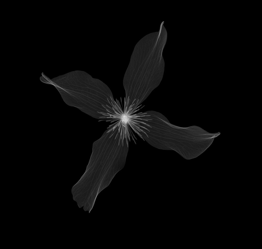 Clematis head (Clematis montana), X-ray
