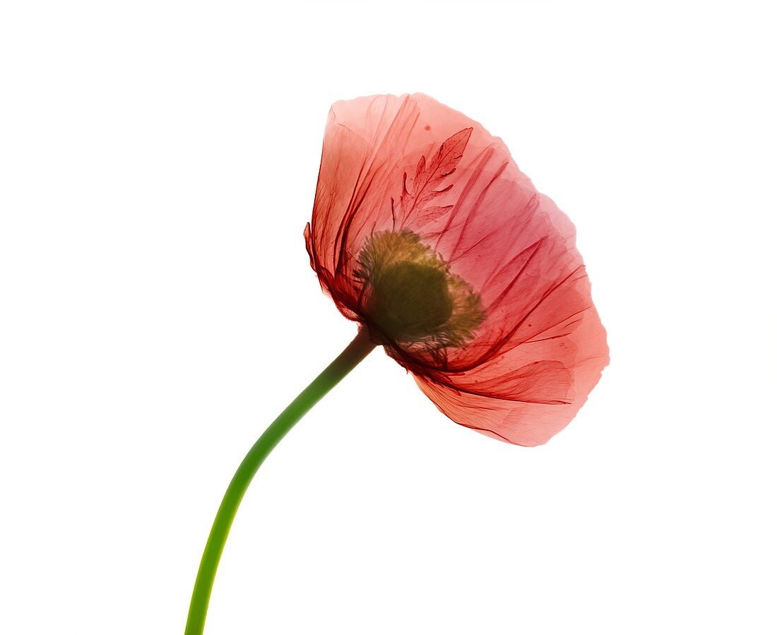 Poppy (Papaver orientalis), X-ray