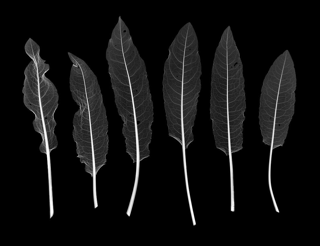 Sorrel leaves (Rumex acetosa), X-ray
