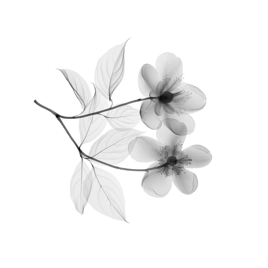 Orange blossom flowers, X-ray