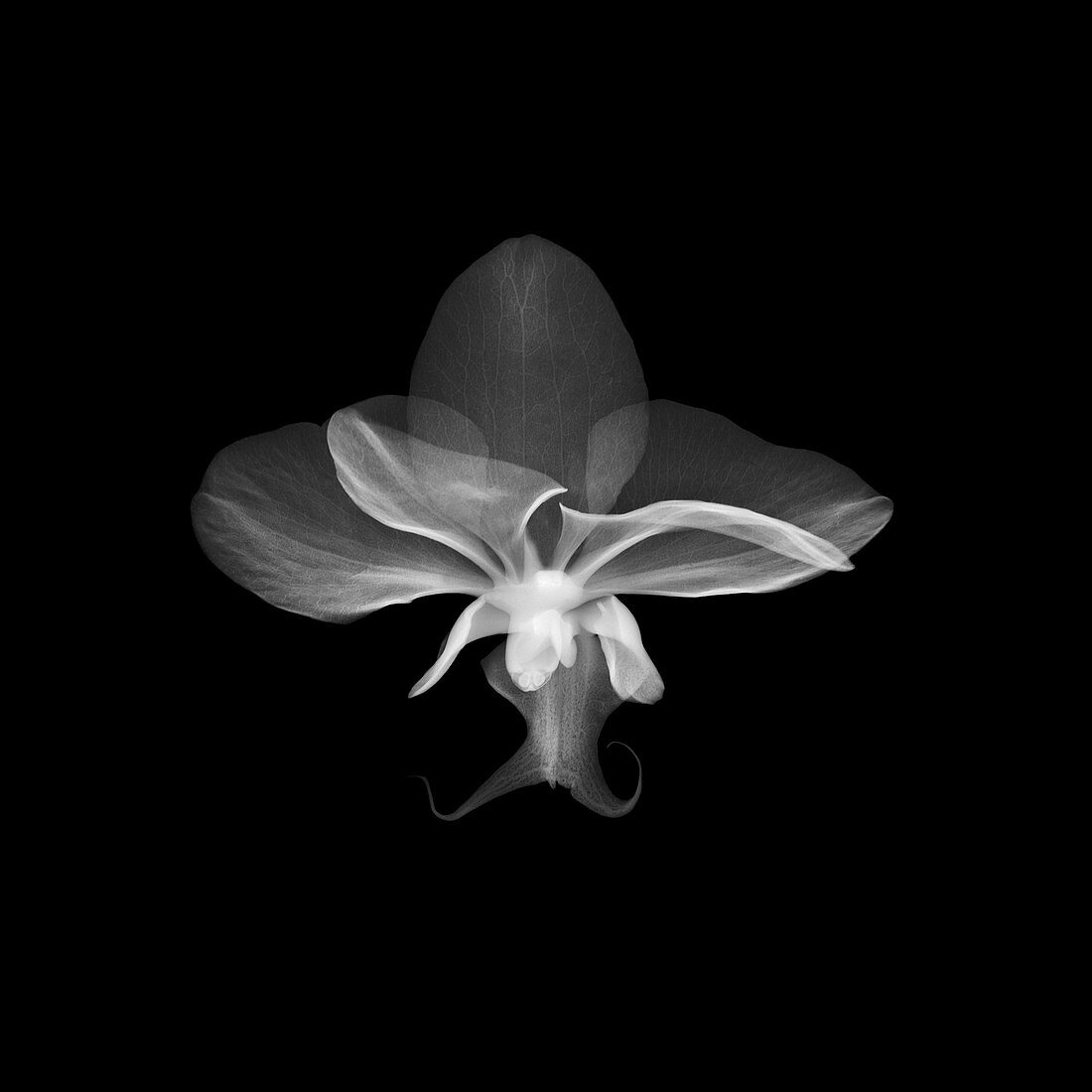 Orchid (Phalaenopsis sp.), X-ray