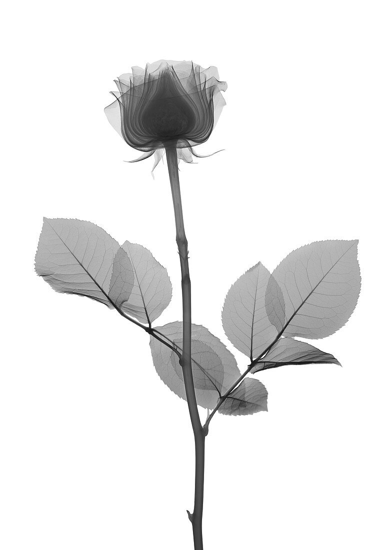 Rose stem with leaves, X-ray