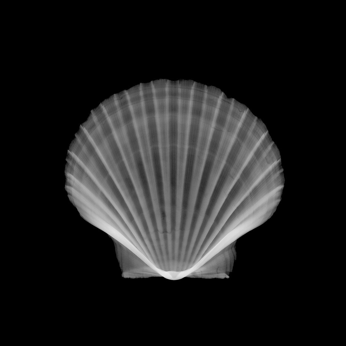 Scallop shell, X-ray