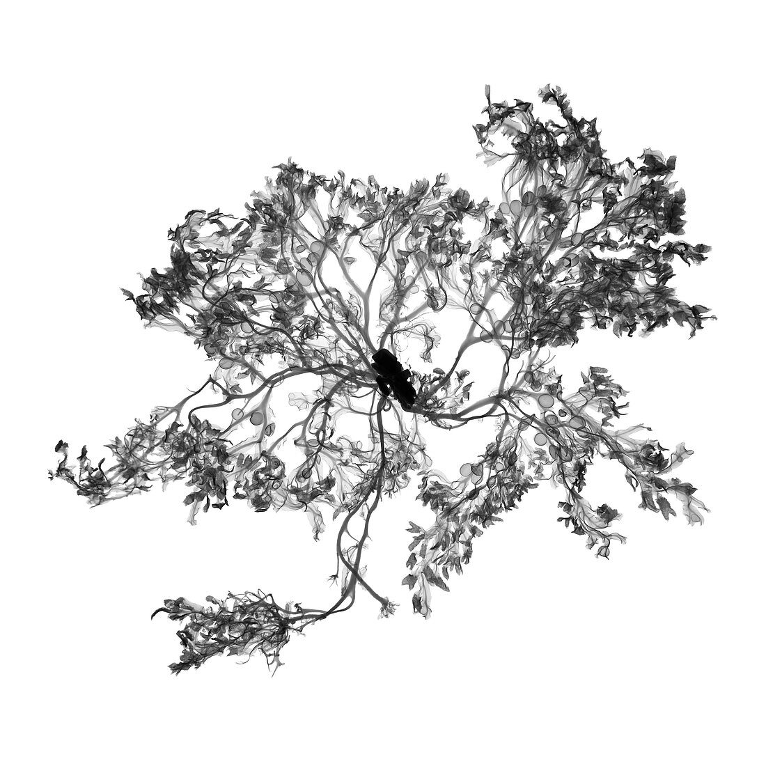 Seaweed (Fucus vesiculosus), X-ray