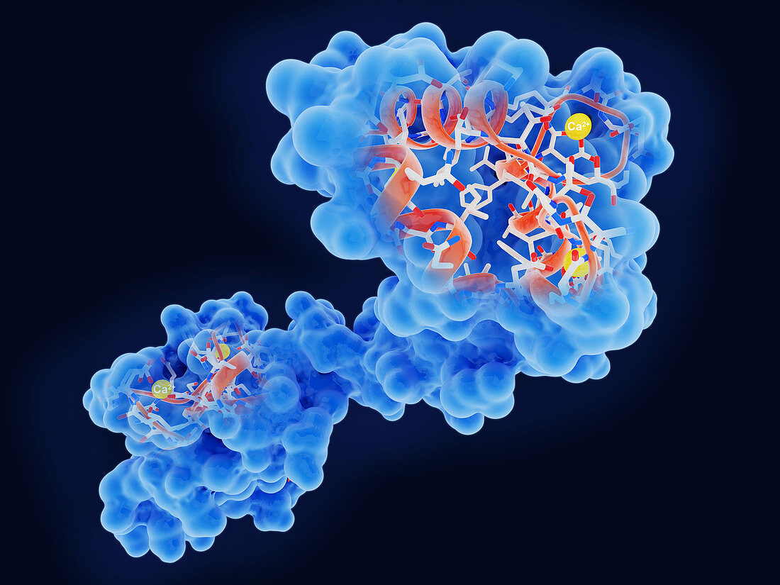 Calcium-binding protein molecule, illustration