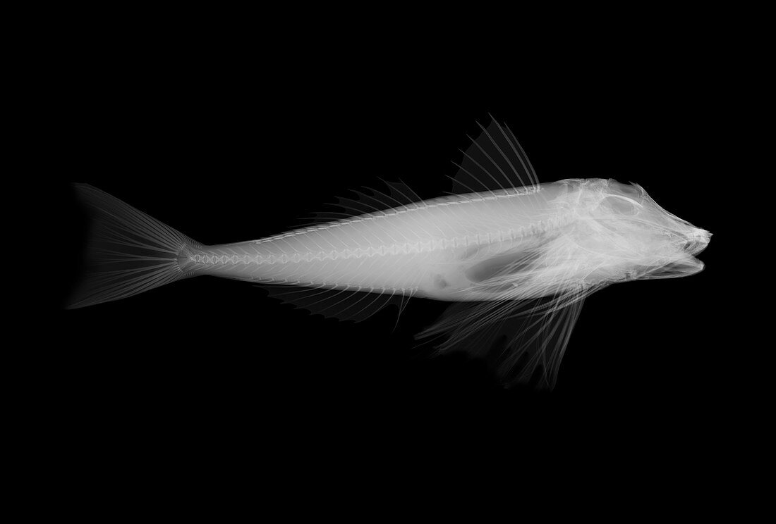 Gurnard fish, X-ray