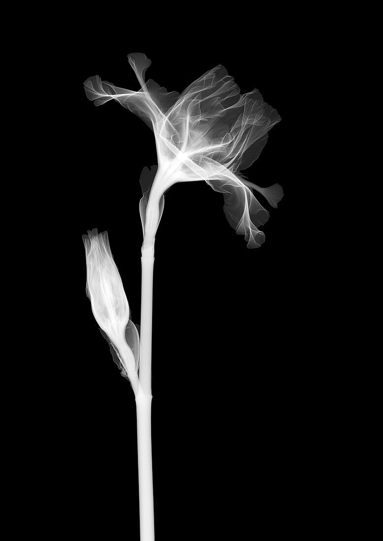 Bearded Iris 'Dutch Chocolate' stem, X-ray