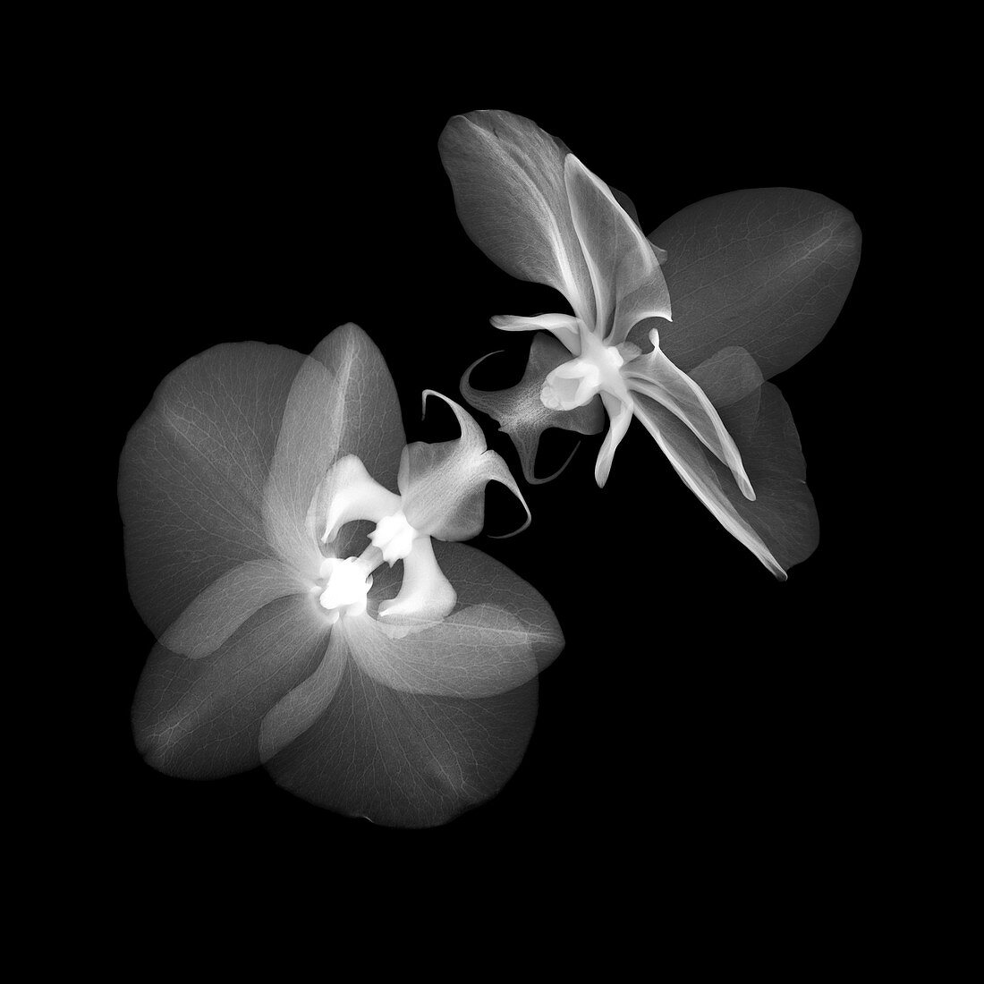 Orchids (Phalaenopsis sp.), X-ray