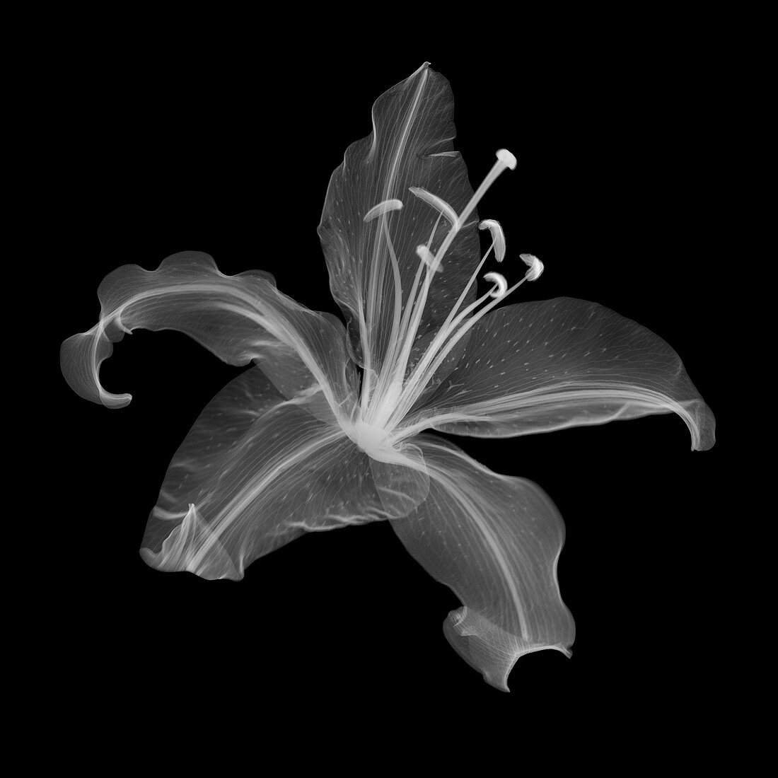 Lily flower (Lilium sp.), X-ray