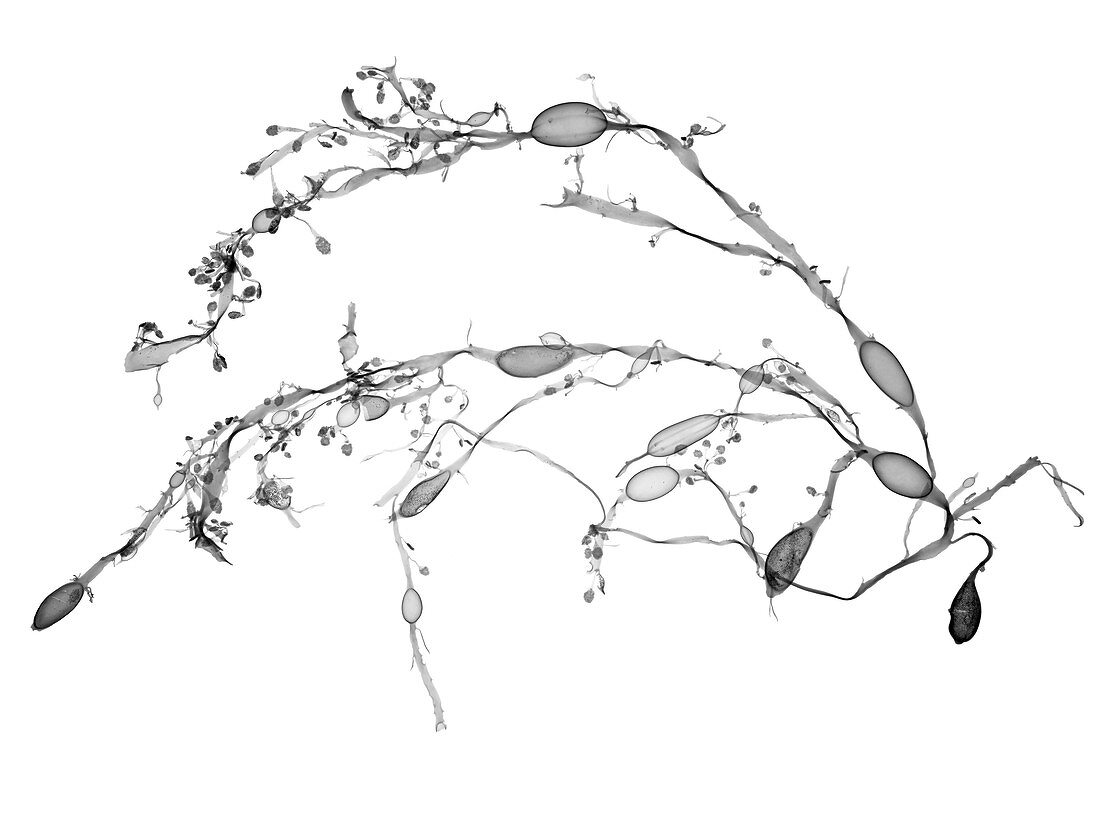 Seaweed (Fucus vesiculosus), X-ray