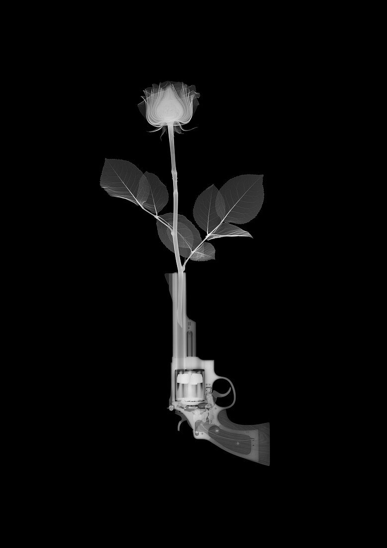 Magnum gun and rose, X-ray